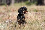 KING CHARLES SPANIEL 166